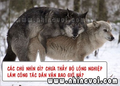 truyencuoinguoilon.xtgem.com