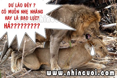 truyencuoinguoilon.xtgem.com